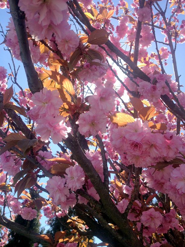 https://www.eatdrinkbreathe.com/wp-content/uploads/2016/04/Cherry-Blossom-1.jpg